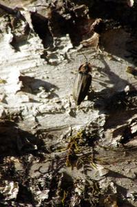 A wood-boring beetle on a birch tree