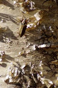 A wood-boring beetle on a birch tree