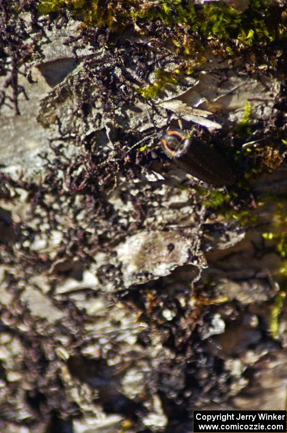 A wood-boring beetle on a birch tree