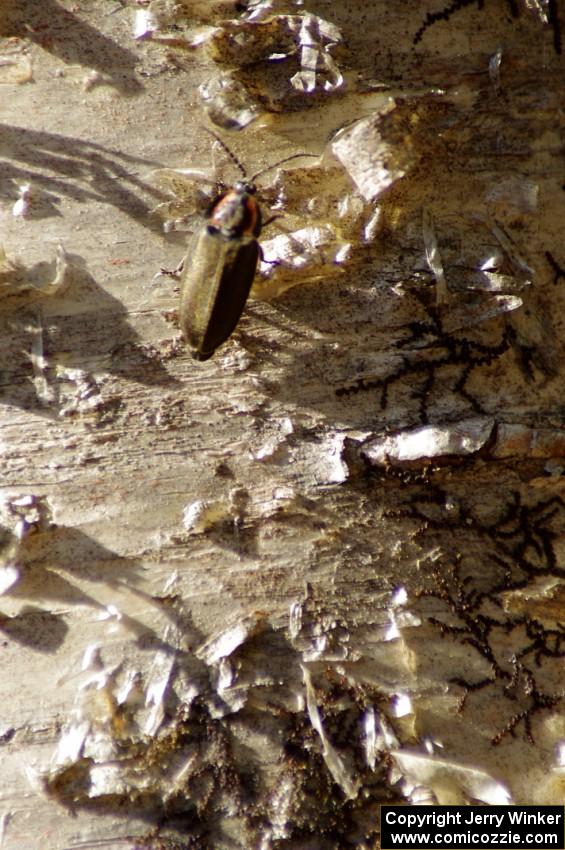 A wood-boring beetle on a birch tree
