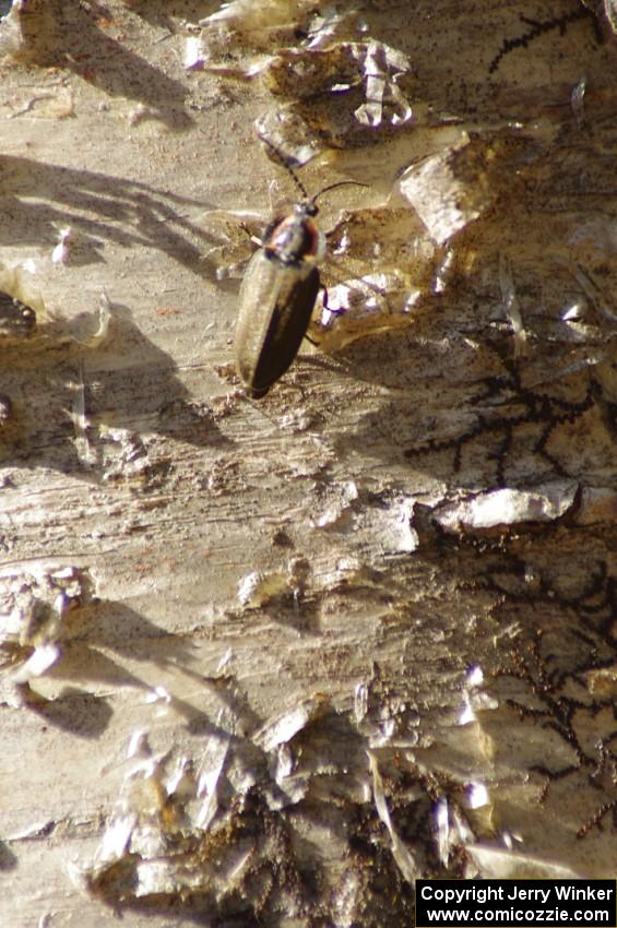 A wood-boring beetle on a birch tree