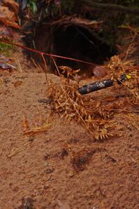A large, freshly-burrowed hole near the finish of SS10 (Menge Creek 1)