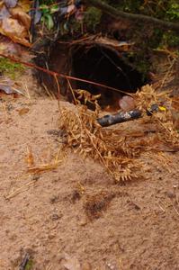 A large, freshly-burrowed hole near the finish of SS10 (Menge Creek 1)