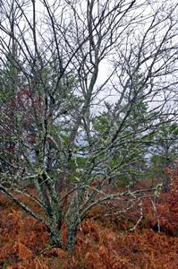 A lichen covered tree near the finish of SS10 (Menge Creek 1)