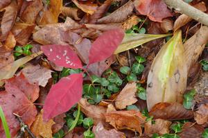 The late fall forest floor in the Huron Mountains