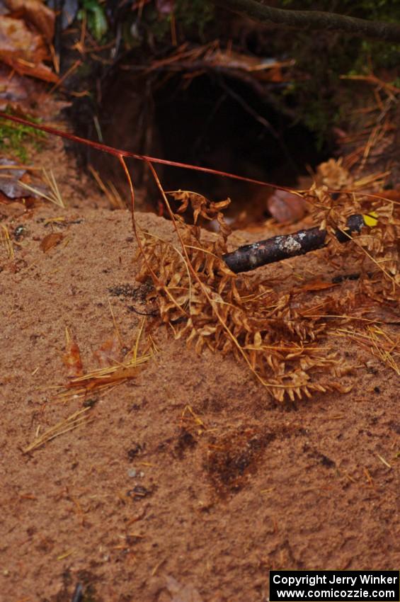 A large, freshly-burrowed hole near the finish of SS10 (Menge Creek 1)