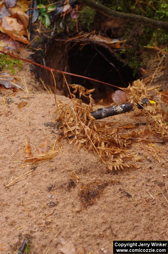 A large, freshly-burrowed hole near the finish of SS10 (Menge Creek 1)