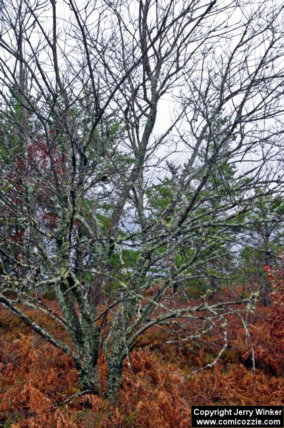 A lichen covered tree near the finish of SS10 (Menge Creek 1)