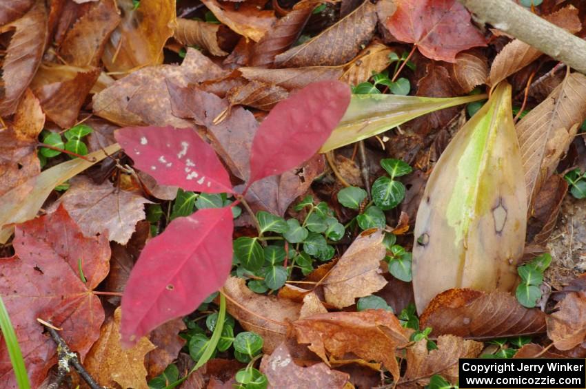 The late fall forest floor in the Huron Mountains