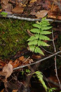 A late fall fern sprouts from the forest floor