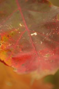 Multi-colored leaf