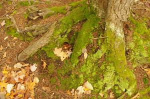 Thick moss growing on tree roots