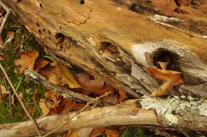 Woodpecker holes in on an old log