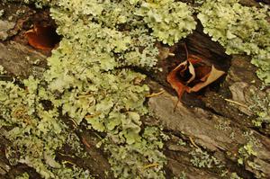 Lichens growing on an old log
