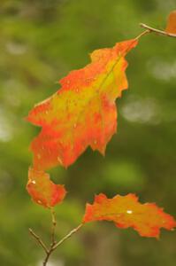 A multi-colored oak leaf