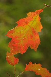 A multi-colored oak leaf