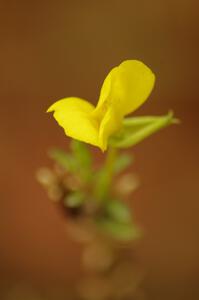 A late fall flower blossoms