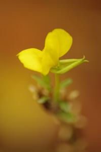 A late fall flower blossoms