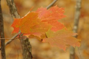 Maple leaves in the breeze