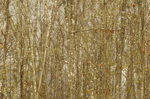 Bare poplar trees at the side of the road on SS16 (Arvon Tower 2)