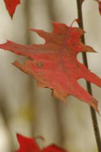 Oak leaf in the breeze