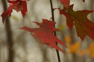 Oak leaf in the breeze