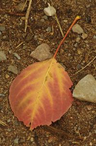 A fallen leaf at the side of the road on SS16 (Arvon Tower 2)