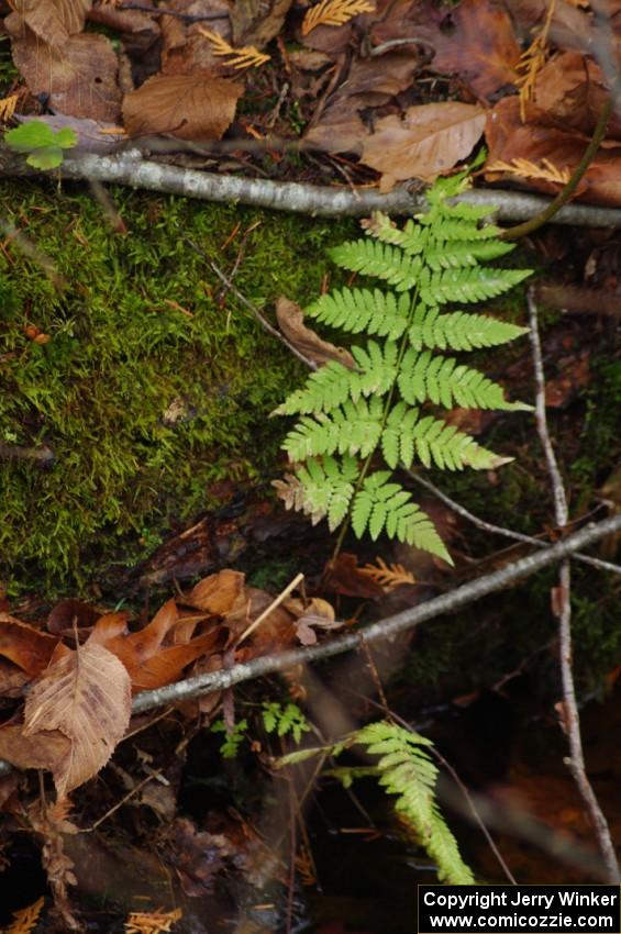 A late fall fern sprouts from the forest floor