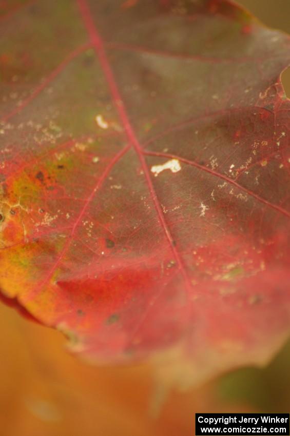 Multi-colored leaf