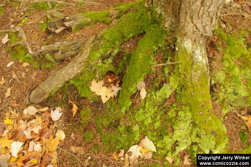 Thick moss growing on tree roots