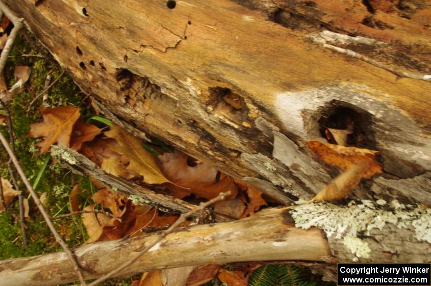 Woodpecker holes in on an old log