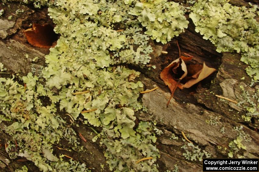 Lichens growing on an old log