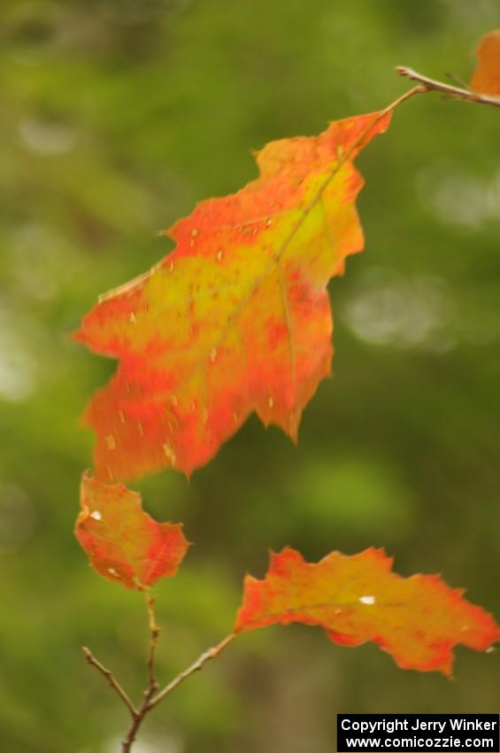 A multi-colored oak leaf