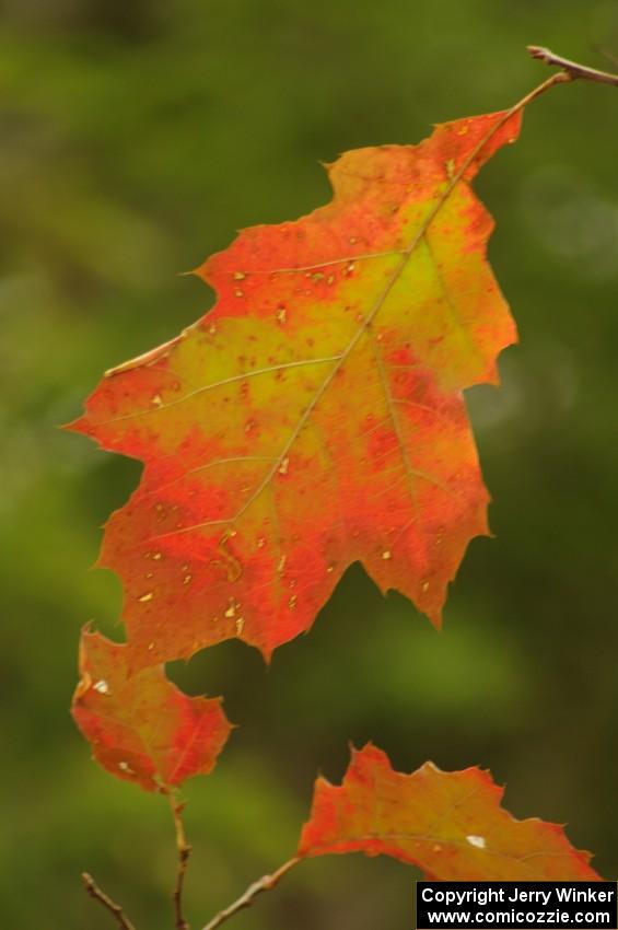 A multi-colored oak leaf