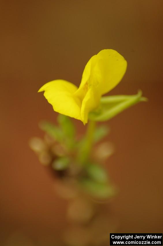 A late fall flower blossoms