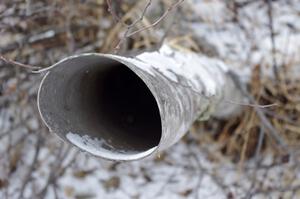 Hollowed out trunk of a birch tree