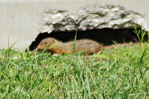A Thirteen-lined Ground Squirrel runs from the noise
