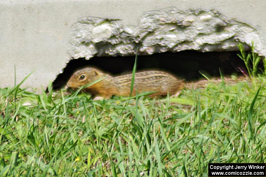 A Thirteen-lined Ground Squirrel runs from the noise