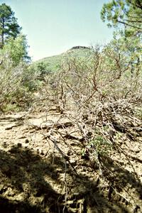 The view from the start of the Mingus Mountain II stage.