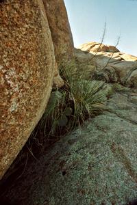 Prickly-pear cactus growing in a space between rocks at the Granite Dells outside of Prescott, AZ