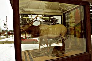 Elk on display in downtown Atlanta, MI