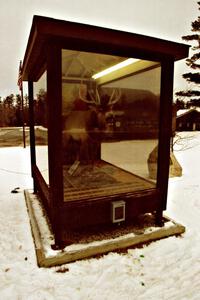 Elk on display in downtown Atlanta, MI