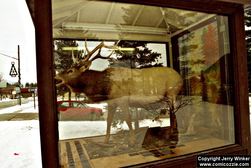 Elk on display in downtown Atlanta, MI