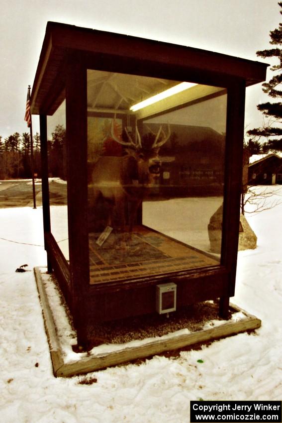 Elk on display in downtown Atlanta, MI