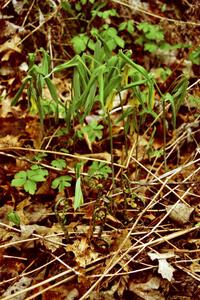 Greenery sprouts from the mid-May forest floor.