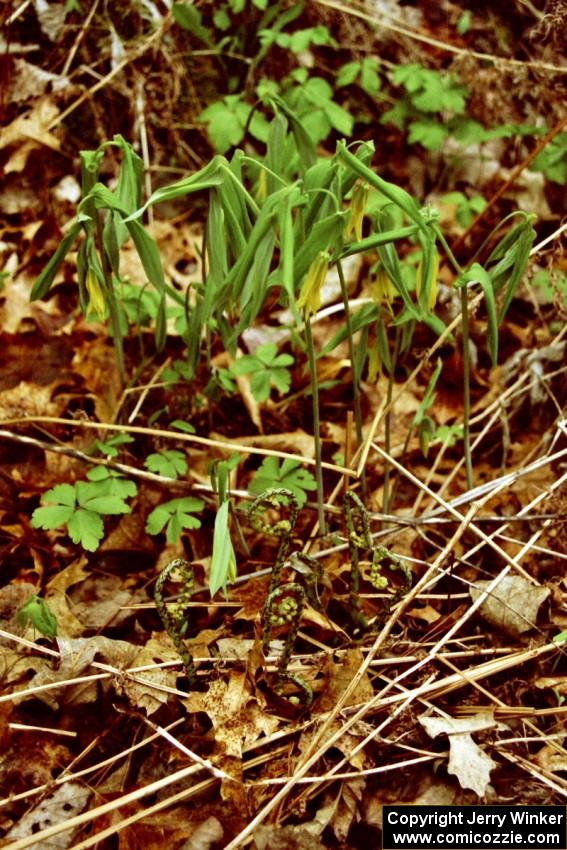 Greenery sprouts from the mid-May forest floor.