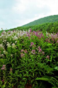 Lupines just outside of Wellsboro, PA.