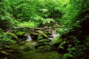 A view of a mountain stream off Rattler Rd.