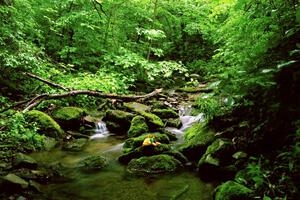 A view of a mountain stream off Rattler Rd.