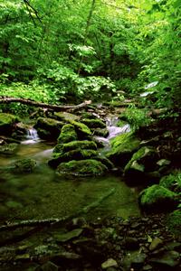 A view of a mountain stream off Rattler Rd.